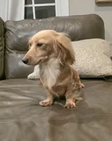 Dolly-Longhair Cream, a female Miniature Dachshund for sale in Jackson, GA – 4 of 4