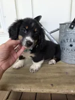 Toby, a male Miniature Dachshund for sale in Jackson, GA – 4 of 9