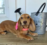 Lady, a female Miniature Dachshund for sale in Jackson, GA – 7 of 8