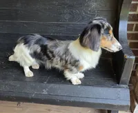 Spanky Longhair Dapple CKC, a male Dachshund and Miniature Dachshund for sale in Jackson, GA – 2 of 6