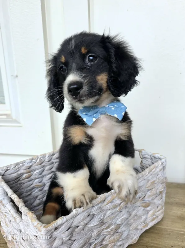 Toby – Miniature Dachshund puppy for sale in Jackson, GA