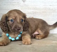 Butterfinger, a male Miniature Dachshund for sale in Jackson, GA – 1 of 9