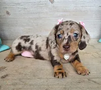 Candy Girl-Chocolate Dapple, a female Miniature Dachshund for sale in Jackson, GA – 6 of 6