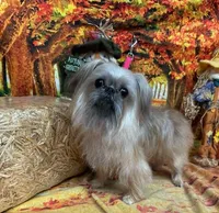 B-mo, a male Brussels Griffon for sale in Saint Augustine, FL – 1 of 2