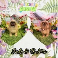B-mo, a male Brussels Griffon for sale in Saint Augustine, FL – 2 of 2