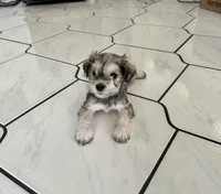 Minnie , a female Miniature Schnauzer for sale in Port Richey, FL – 3 of 4