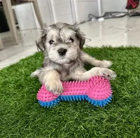 Minnie , a female Miniature Schnauzer for sale in Port Richey, FL – 1 of 4