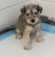 Puppy 1, a female Miniature Schnauzer for sale in Port Richey, FL – 1 of 1