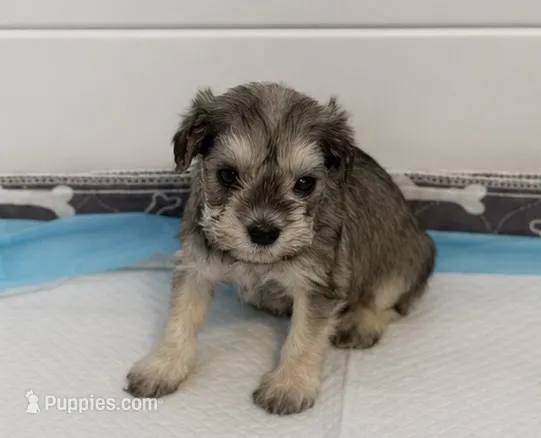 Puppy 2  – Miniature Schnauzer puppy for sale in Port Richey, FL