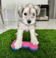 Maxie, a female Miniature Schnauzer for sale in Port Richey, FL – 1 of 4