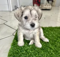 Maxie, a female Miniature Schnauzer for sale in Port Richey, FL – 3 of 4
