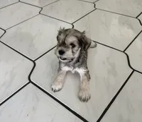 Minnie , a female Miniature Schnauzer for sale in Port Richey, FL – 2 of 4