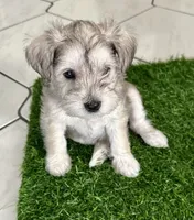 Maxie, a female Miniature Schnauzer for sale in Port Richey, FL – 2 of 4