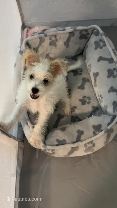 Snowy – Jack Russell Terrier, Yorkshire Terrier puppy for sale in Tampa, FL