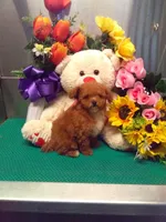 Sally, a female Poodle - Toy  for sale in Cub Run, KY – 3 of 4