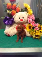 Skippy, a male Poodle - Toy  for sale in Cub Run, KY – 4 of 4