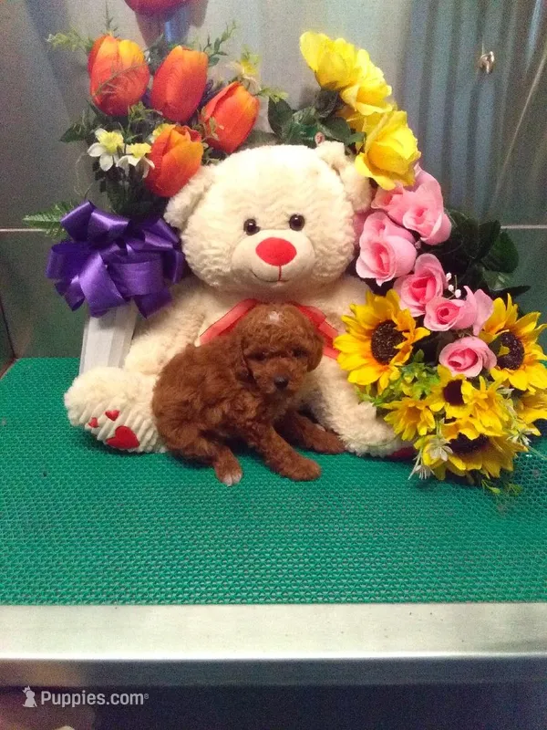 Snoopy – Poodle - Toy  puppy for sale in Cub Run, KY