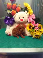 Snoopy, a male Poodle - Toy  for sale in Cub Run, KY – 1 of 4