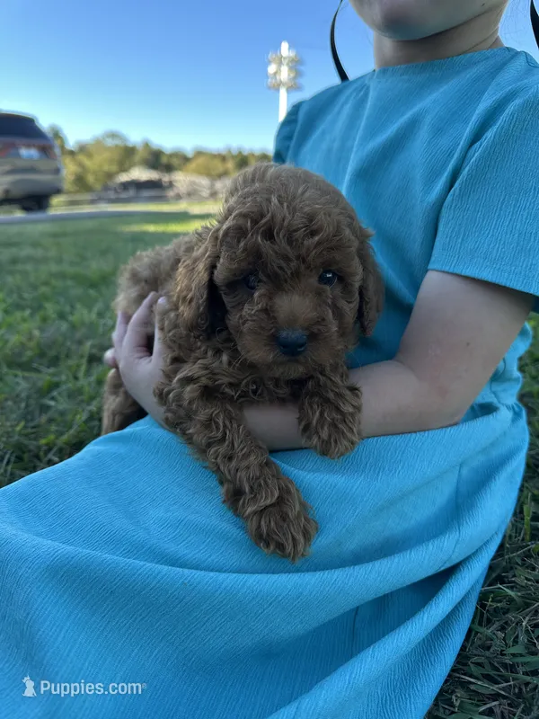 Rusty – Poodle - Toy  puppy for sale in Munfordville, KY