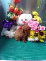 Rosy, a female Poodle - Toy  for sale in Cub Run, KY – Photo 2 of 3