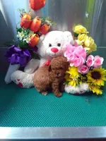 Rosy, a female Poodle - Toy  for sale in Cub Run, KY – Photo 3 of 3