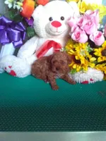 Rosy, a female Poodle - Toy  for sale in Cub Run, KY – Photo 3 of 3
