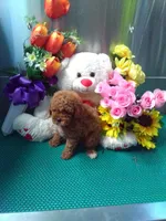 Rosy, a female Poodle - Toy  for sale in Cub Run, KY – Photo 1 of 3