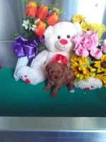 Rosy, a female Poodle - Toy  for sale in Cub Run, KY – Photo 2 of 3