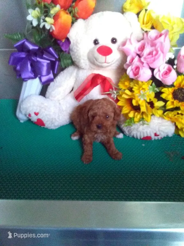 Rosy – Poodle - Toy  puppy for sale in Cub Run, KY