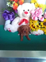 Rosy, a female Poodle - Toy  for sale in Cub Run, KY – Photo 1 of 3