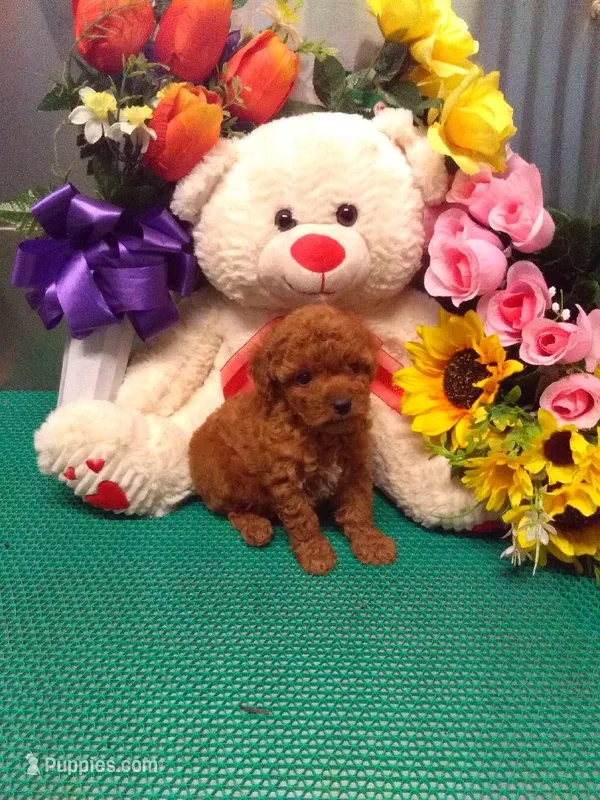 Sparky – Poodle - Toy  puppy for sale in Cub Run, KY