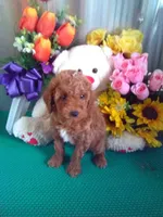 Teddy, a male Poodle - Toy  for sale in Cub Run, KY – Photo 3 of 4