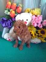 Teddy, a male Poodle - Toy  for sale in Cub Run, KY – Photo 4 of 4