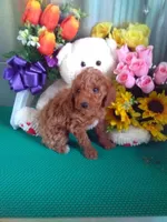 Teddy, a male Poodle - Toy  for sale in Cub Run, KY – Photo 2 of 4