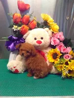 Sally, a female Poodle - Toy  for sale in Cub Run, KY – 4 of 4