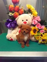 Sally, a female Poodle - Toy  for sale in Cub Run, KY – 2 of 4
