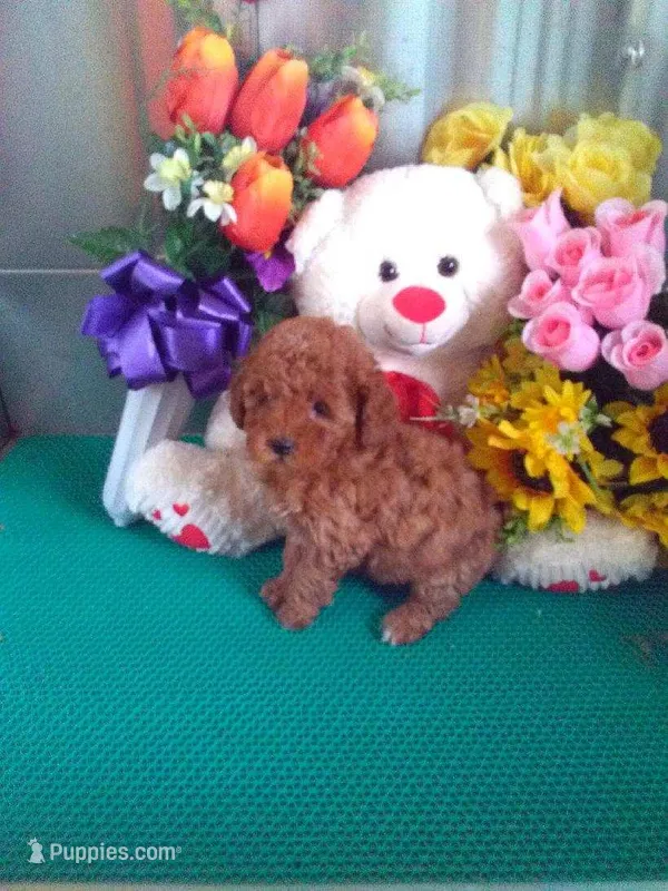 Missy – Poodle - Toy  puppy for sale in Cub Run, KY