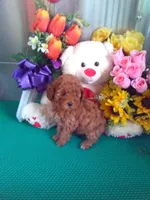 Missy, a female Poodle - Toy  for sale in Cub Run, KY – Photo 3 of 4