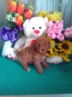 Missy, a female Poodle - Toy  for sale in Cub Run, KY – Photo 2 of 4