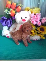 Missy, a female Poodle - Toy  for sale in Cub Run, KY – Photo 4 of 4