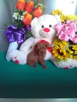 Rusty, a male Poodle - Toy  for sale in Cub Run, KY – Photo 2 of 4
