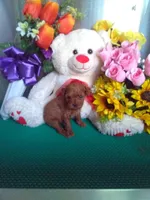 Rusty, a male Poodle - Toy  for sale in Cub Run, KY – Photo 3 of 4