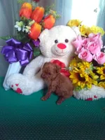Rusty, a male Poodle - Toy  for sale in Cub Run, KY – Photo 1 of 4