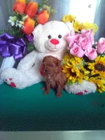 Rusty, a male Poodle - Toy  for sale in Cub Run, KY – Photo 4 of 4