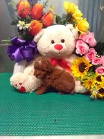 Skippy, a male Poodle - Toy  for sale in Cub Run, KY – 3 of 4