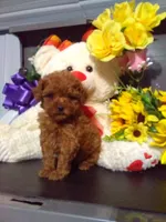 Sandy, a female Poodle - Toy  for sale in Cub Run, KY – Photo 2 of 4