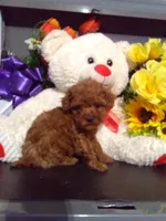 Sandy, a female Poodle - Toy  for sale in Cub Run, KY – Photo 4 of 4