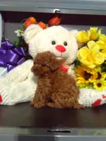 Sandy, a female Poodle - Toy  for sale in Cub Run, KY – Photo 3 of 4