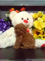 Sandy, a female Poodle - Toy  for sale in Cub Run, KY – Photo 1 of 4