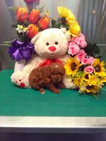 Snoopy, a male Poodle - Toy  for sale in Cub Run, KY – 4 of 4